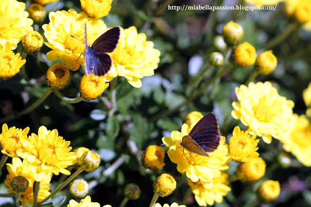 'Fancy That Yellow' Chrysanthemum. 'Fancy That Yellow' Chrysanthemum.