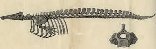 Esqueleto de beluga