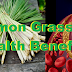 Lemon Grass Has 10 Health Benefits That Will Surely Give You A Relief!