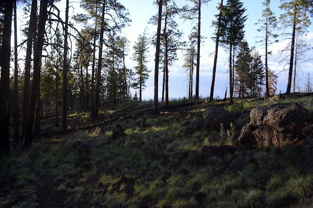 tiny bit of trail