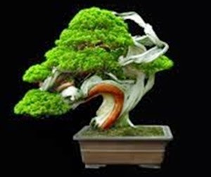 <img src="Bonsai2.jpg" alt="foto bonsai">