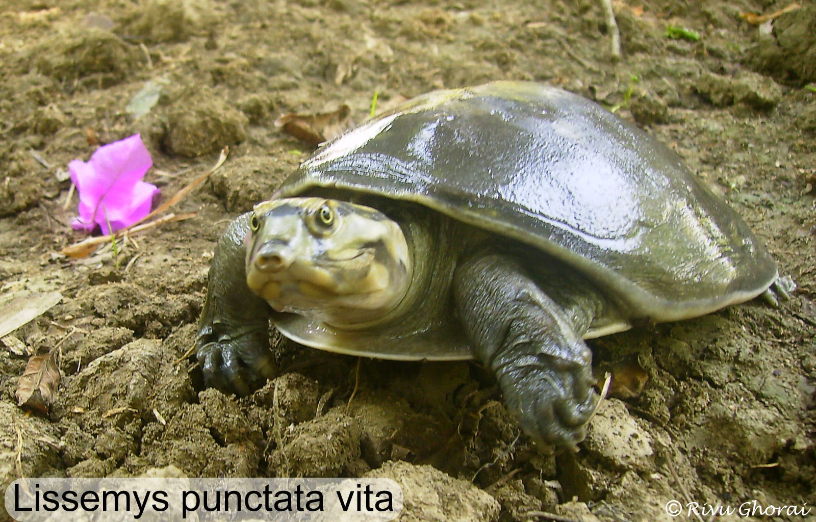 Backyard Herping Turtle Meat Trade