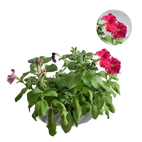 Petunia Red Picotee