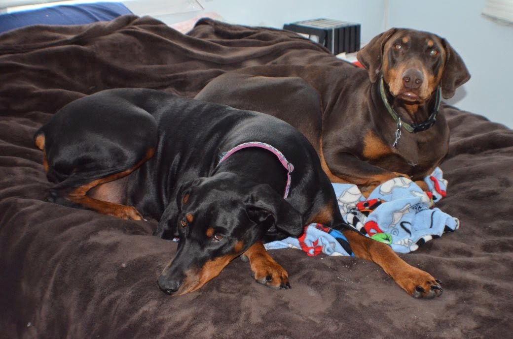 Duchess and Sonjia resting after running (Photo by Trisha)