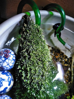 メンテナンス前の水上ウィローモス