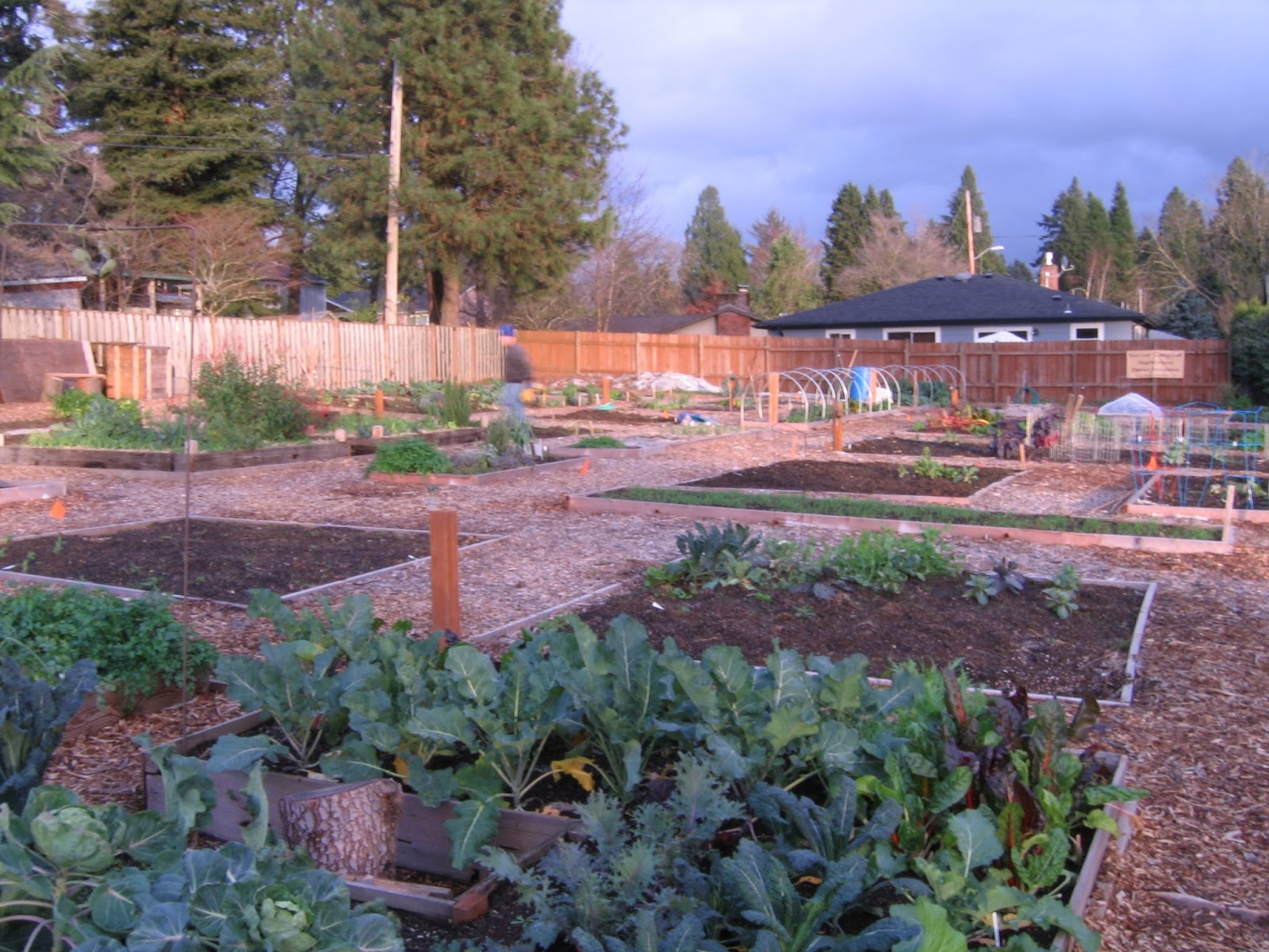 Campbell Community Garden Gardens For Rent