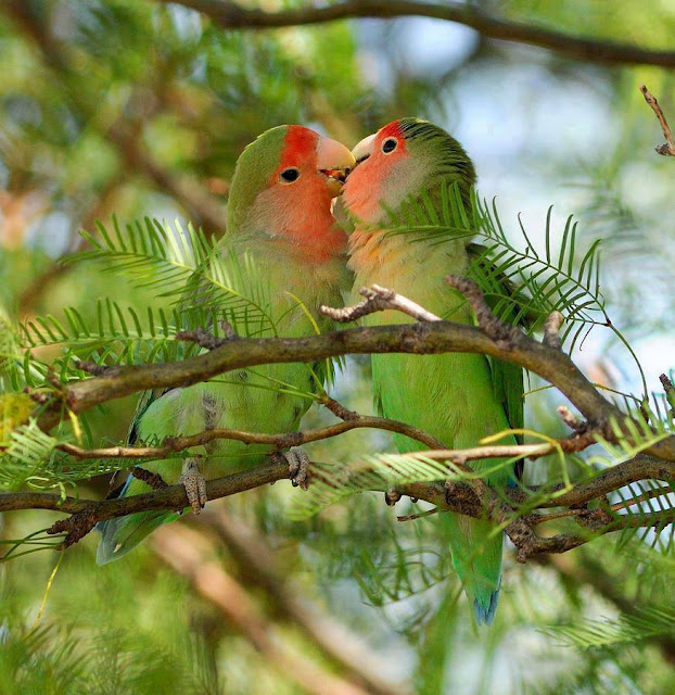 Talking Parrot Couple