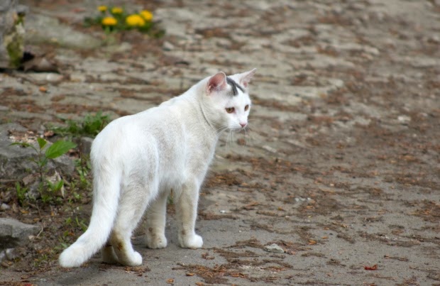 Lost Cat Prevention