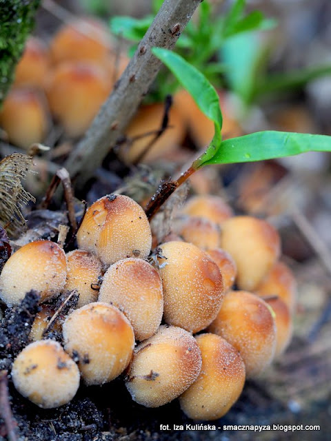 czernidlaki-blyszczace czernidlak blyszczacy, coprinellus micaceus, atlas grzybow, grzyby gatunkami, gatunek, jaki to grzyb, las bemowski, wiosna, mykologia, grzybobranie