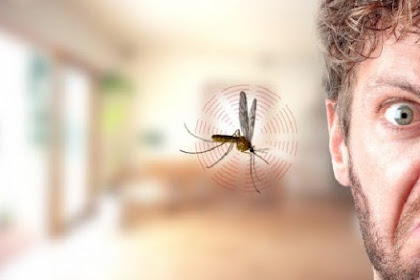 Ternyata Inilah Alasan Nyamuk Sering Terbang di Sekitar Telinga