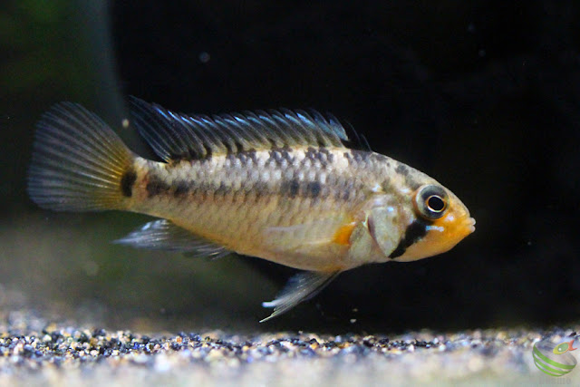 Apistogramma sp.Tame F1