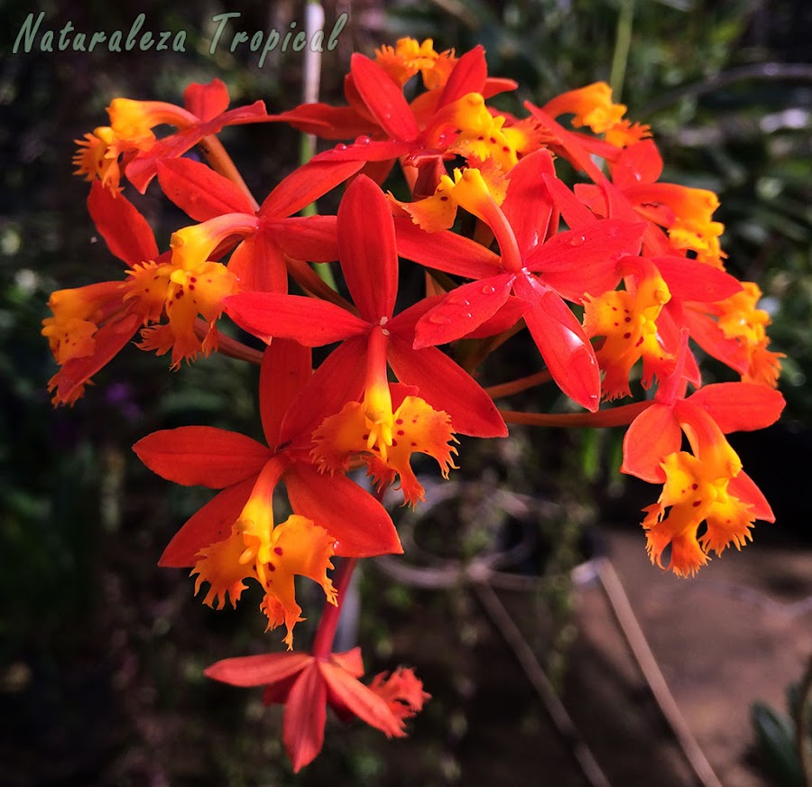 Floración espectacular de la especie Epidendrum radicans