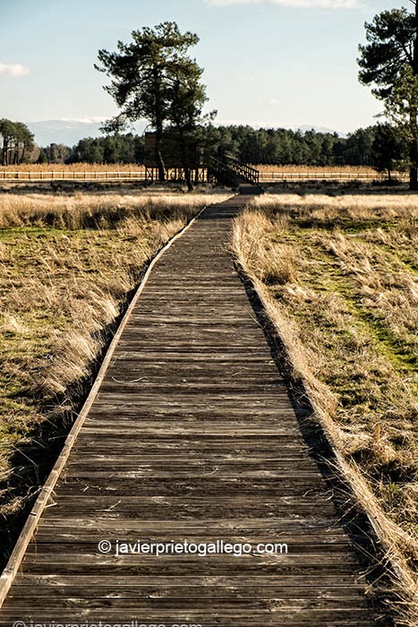 Pasarela de madera que conduce al observatorio de la laguna de Navahornos. Espacio natural de las Lagunas de Cantalejo. Segovia. Castilla y León. España © Javier Prieto Gallego