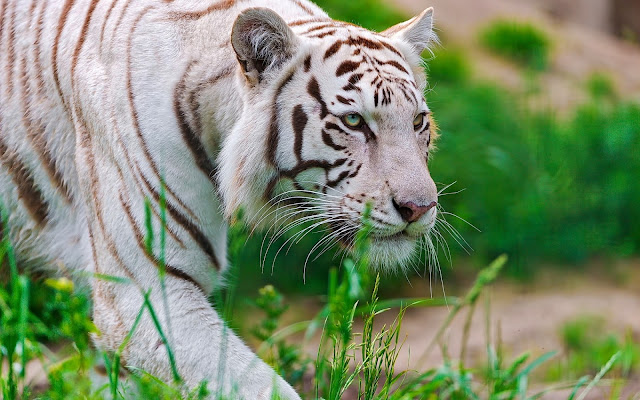 Fotos de Tigres Guepardos Blancos - Imagenes de Animales Salvajes