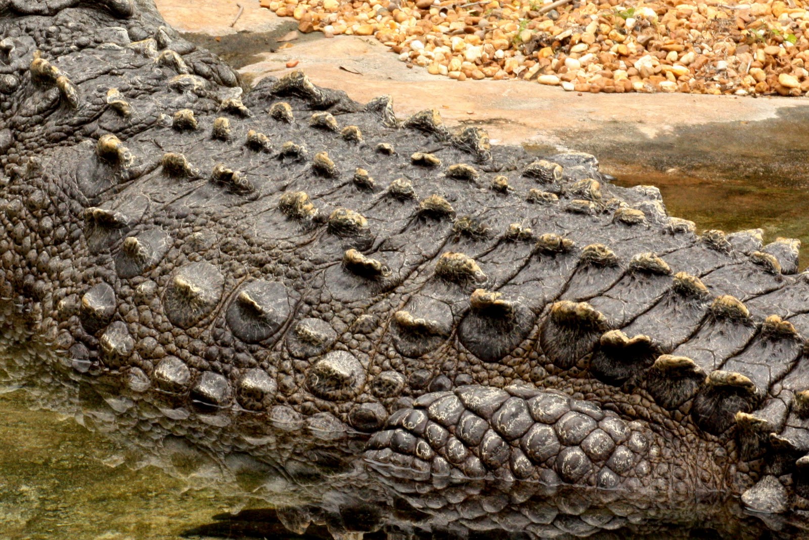 У рептилий сухая кожа. Роговая чешуя крокодил. Остеодермы крокодила. Остеодермы рептилий. Чешуя варана.
