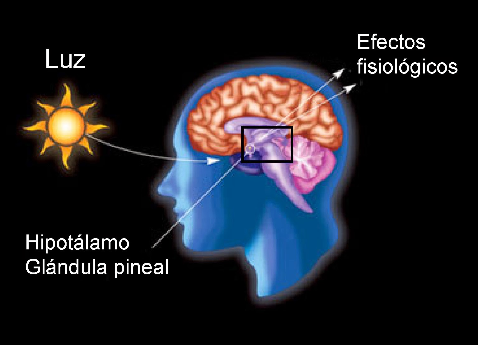 VIDA CONSCIENTE LA GLANDULA PINEAL O