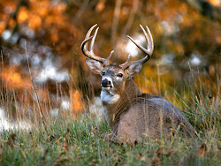 deer funny desktop animal hunting wallpapers buck animals deers wildlife wild whitetail