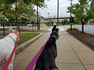 Metro! White and black dogs, on leash, facing toward metro station