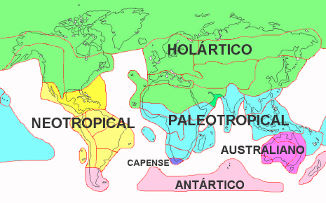 Reino Paleotropical (Paleotropis) Reino Paleotropical (Paleotropis)