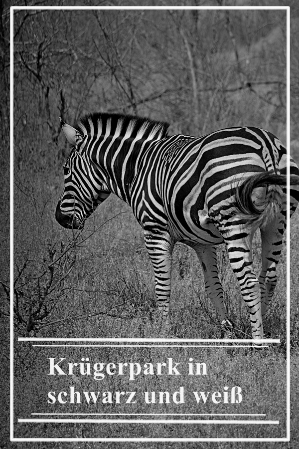Titelblatt Zebra von hinten