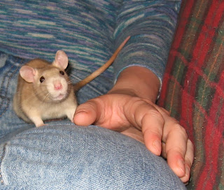 Rat on a lap