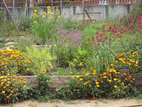 parcela de plantas aromáticas plantasa aromáticas en el huerto escolar