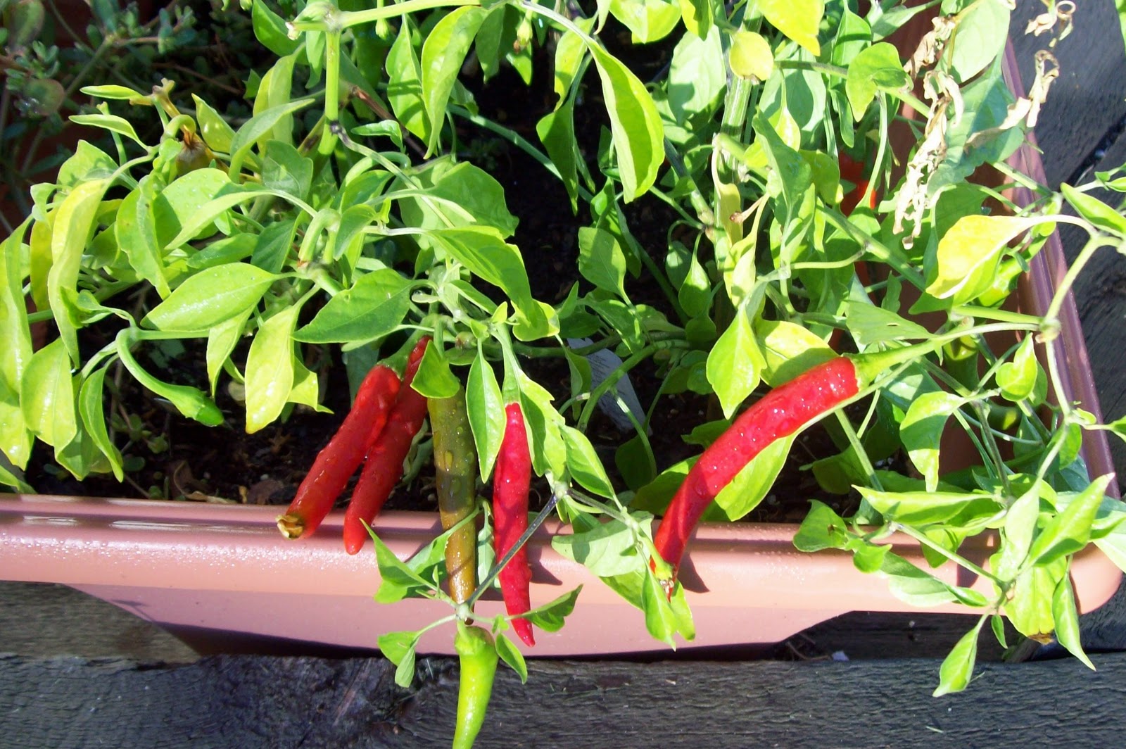 Garden of Steph Container Vegetables Peppers and Tomatoes