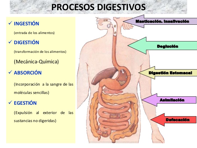 indigestion y digestion