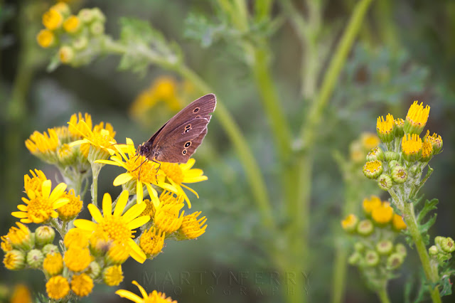 Image from a wild flower path with a Ringlet butterfly drinking nectar