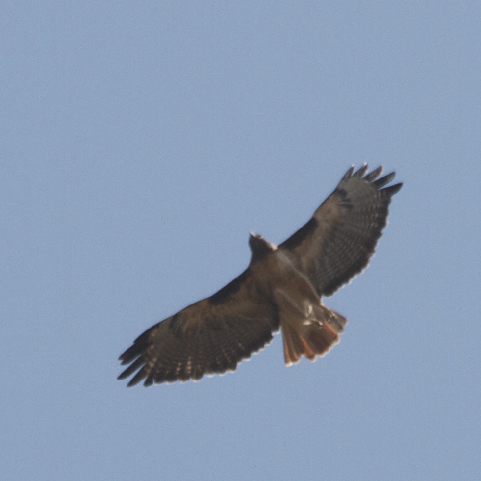 Wild Birds of California Hawks at Rancho San Antonio
