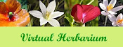 Virtual Herbarium