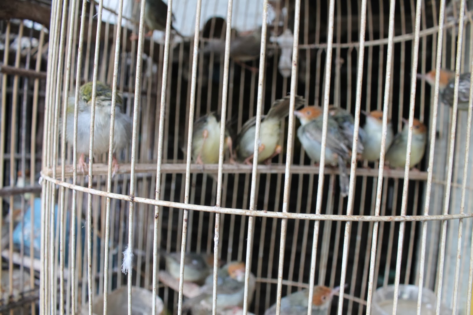 Pasar Burung Splindit Kota Malang Jenis Burung Dan Info Lainnya Jurnalmalang Com