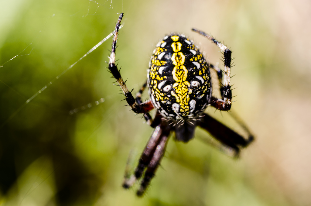 Me encanta la biología Araña manchada