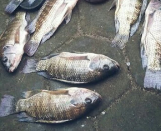 Cara Mancing Ikan Nila Yang Susah Makan