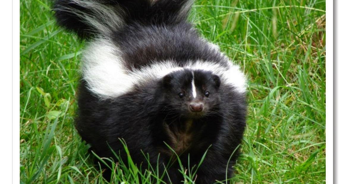 Life Support System: Skunks I’ve Run With