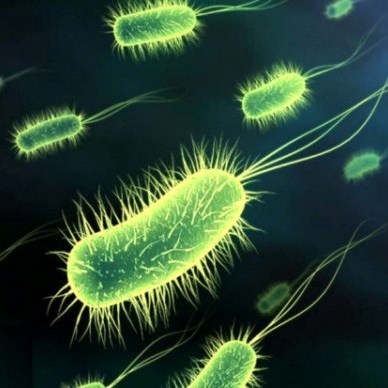 las bacterias