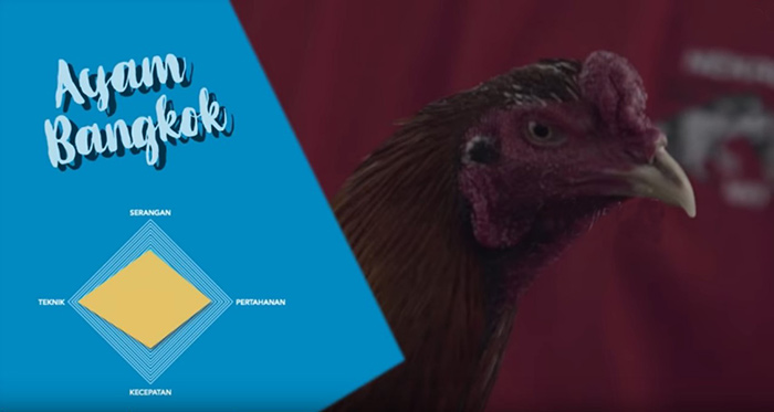 Trah Ayam Jago Terbaik Menurut N3kad Rooster Farm 2019