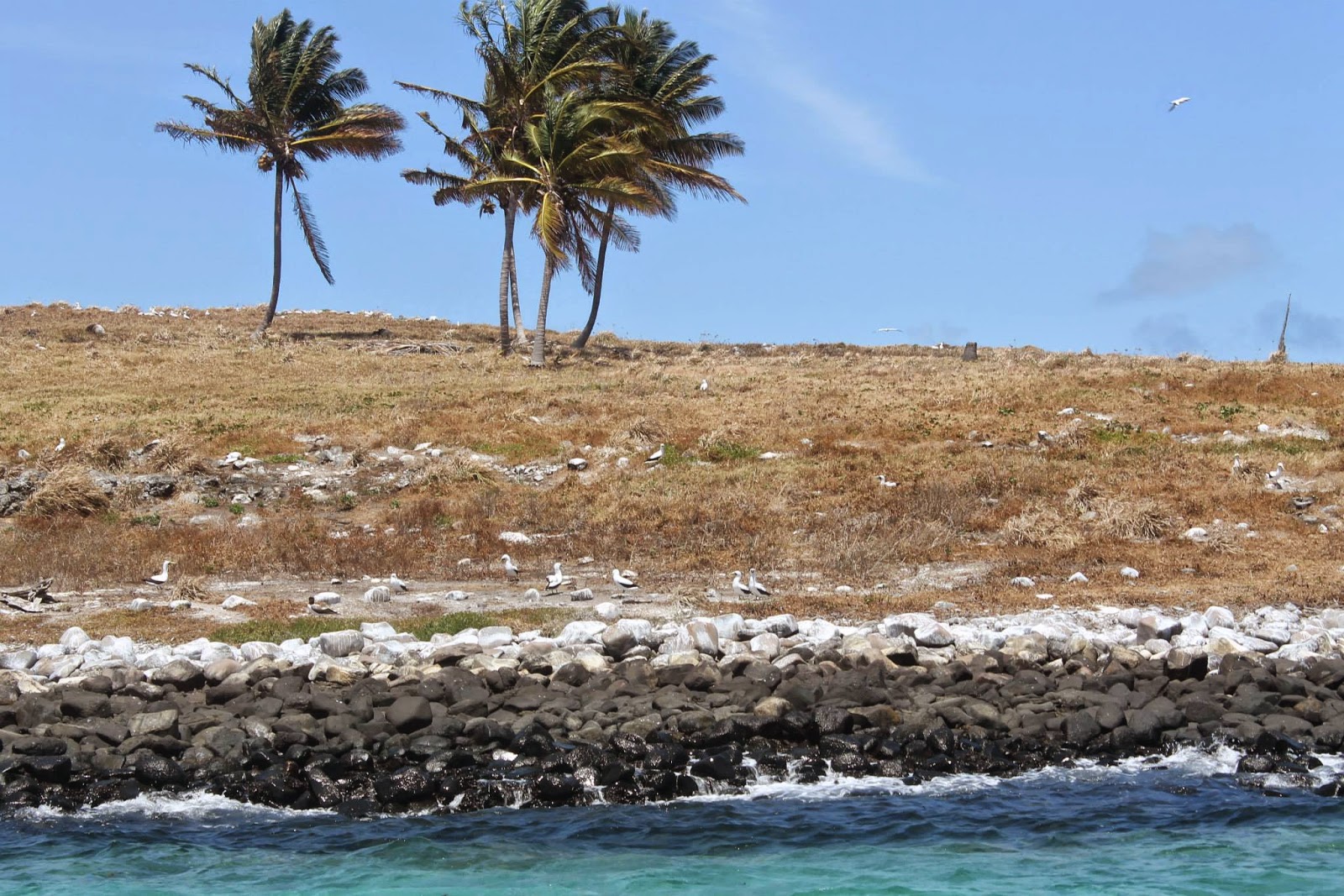 abra os olhos abrolhos whales abrolhos bahia brazil