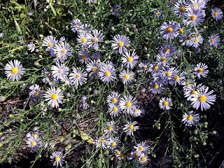 wild asters