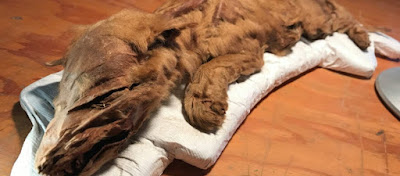 Καναδάς: Λύκος ηλικίας 50.000 ετών διατηρήθηκε στον πάγο 