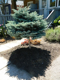 Leslieville Toronto front garden cleanup after Paul Jung Gardening Services