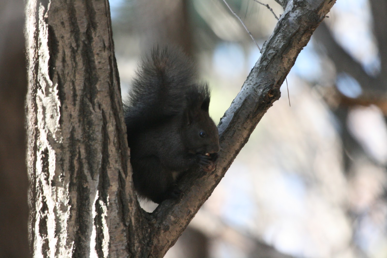 Harfang Perdu A Korean squirrel
