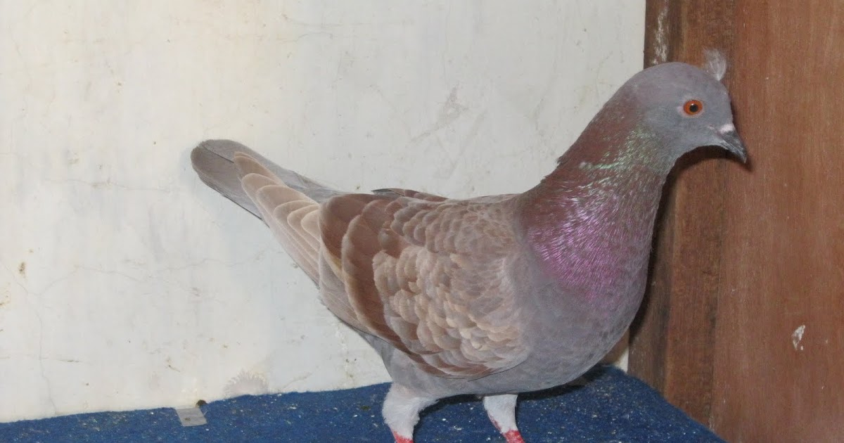 Merpati Betina Yang Bagus Buat Geberan Dan Ternak