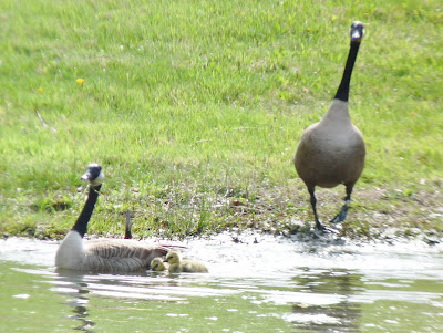 gander coming to join goose and goslings in water