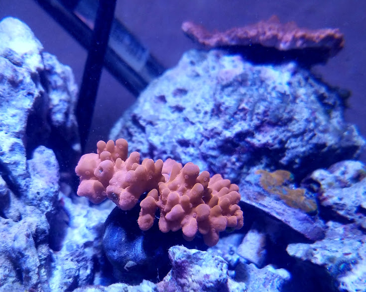 aquarium adventures Felicia's Pico Reef Vase