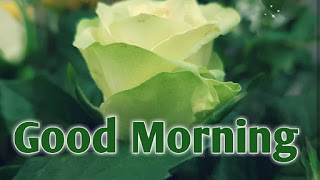 good morning good morning