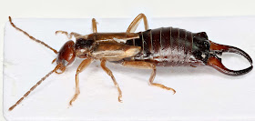  adalah kelas dari Arthropoda dan merupakan hewan yang mendominasi di bumi ini 30 Ordo Serangga (Insekta) dan Ciri-cirinya TERBARU