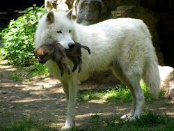 wolf pup wolves fluffy arctic baby carrying pups mother mum cub female babies gray grey animals moms cute mom newborn