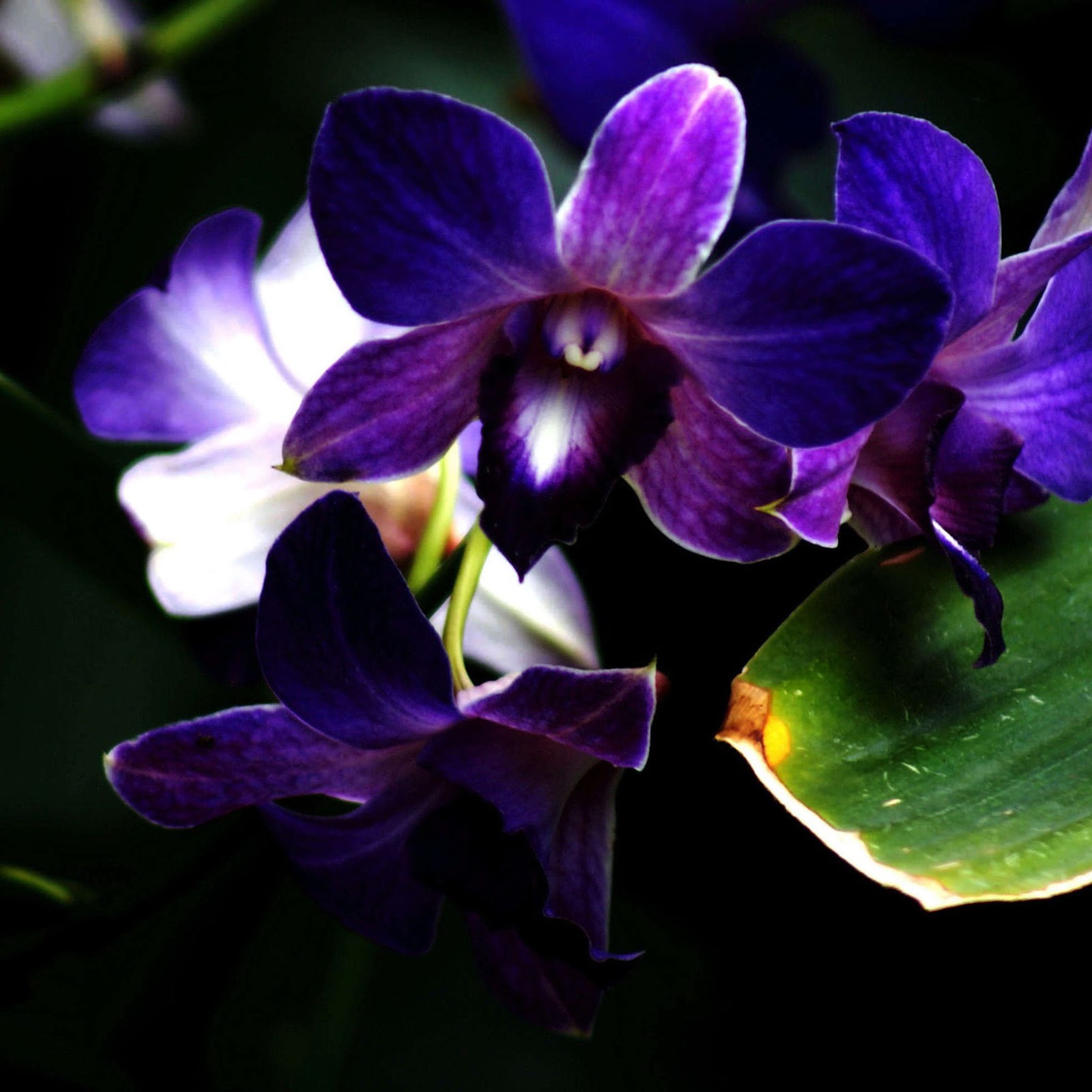 Màu tím đậm nổi bật của hoa phong lan tím sẽ khiến bạn xao xuyến và muốn khám phá hình ảnh liên quan đến loài hoa này.