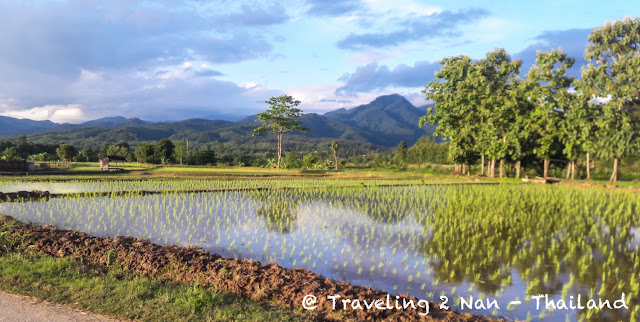 Green rice fields in Pua, Nan - Thailand Green rice fields in Pua, Nan - Thailand